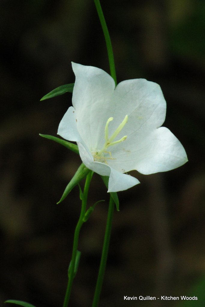 Single White Bell Flower